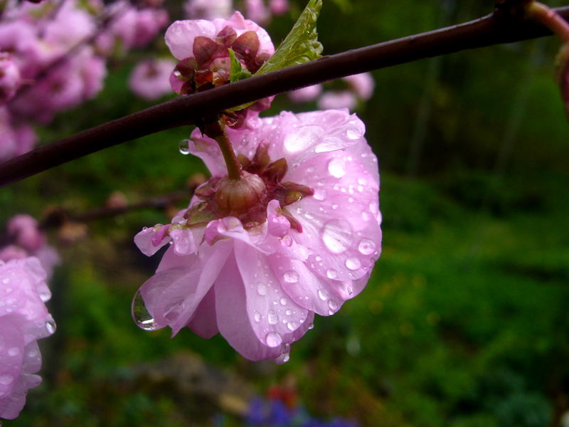 flower in the rain...