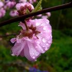 flower in the rain...