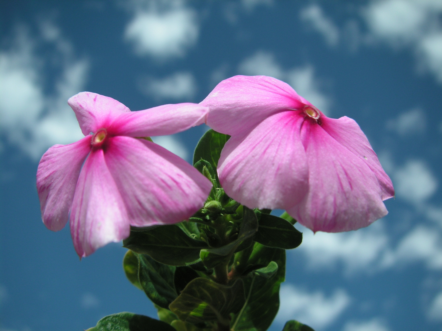 Flower in the Sky