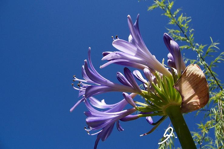 Flower in the sun