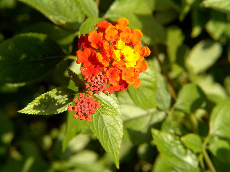 Flower in the sun