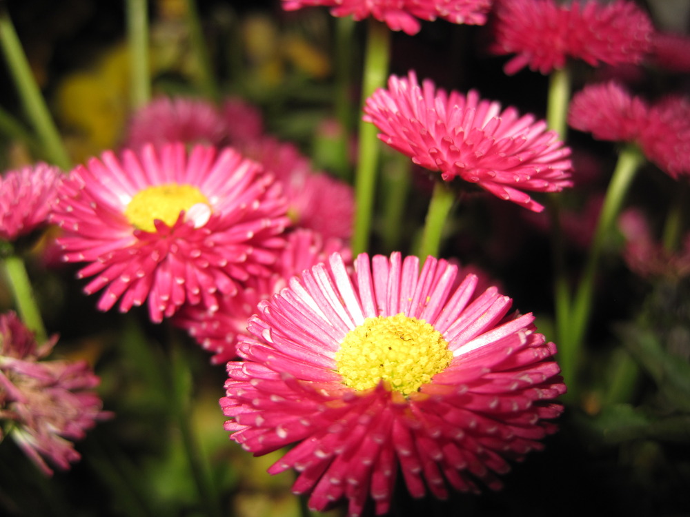 Flower in the Sun