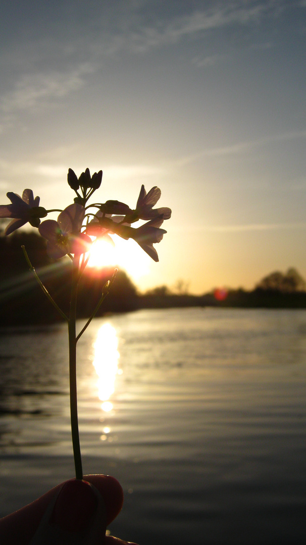 flower in the sun