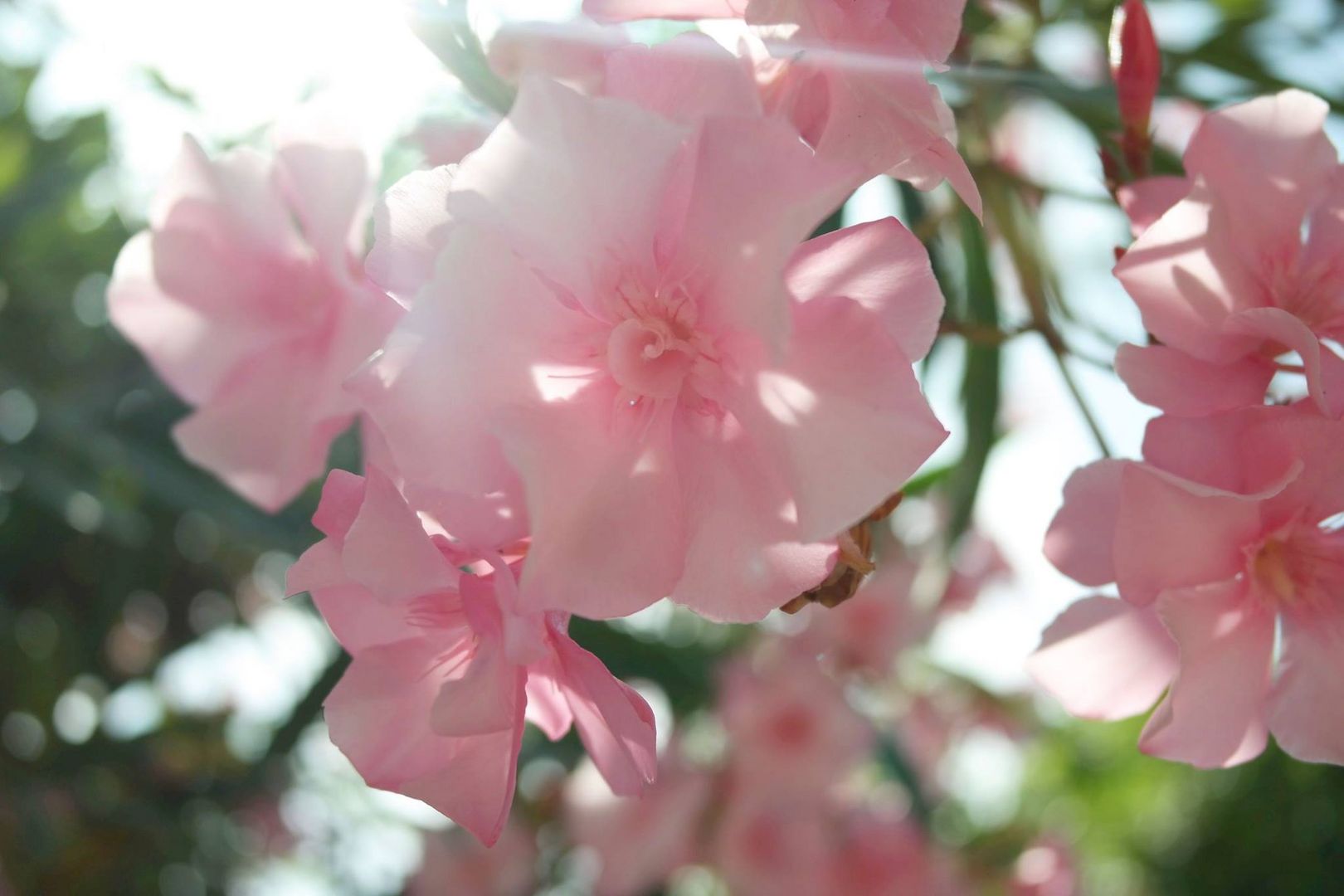 Flower in the sun