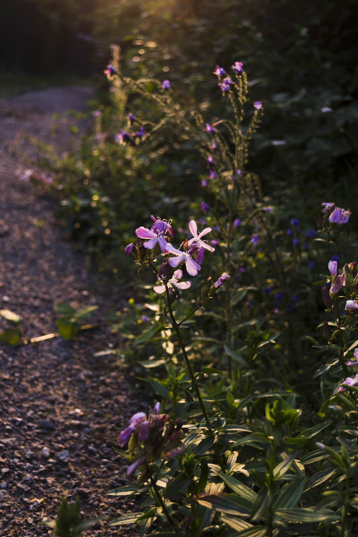 Flower in the sunset