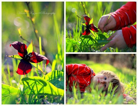 flower in the sunset