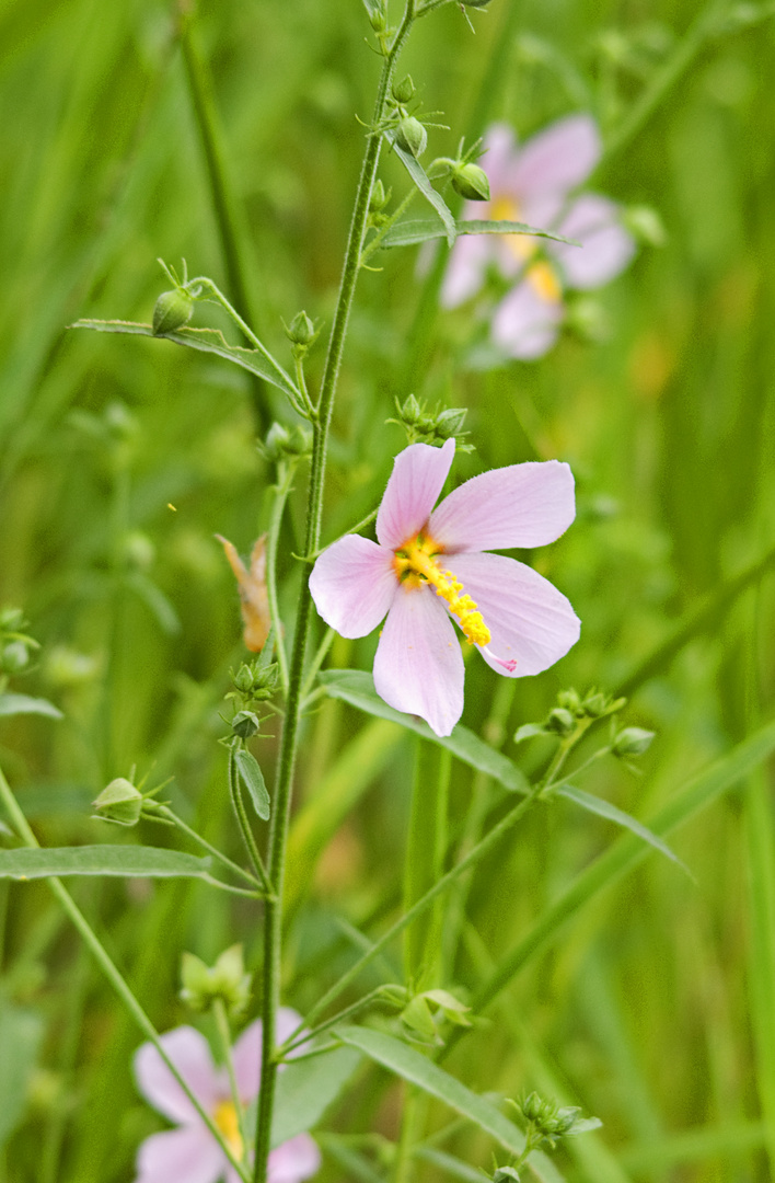 Flower in the Swamp