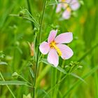 Flower in the Swamp