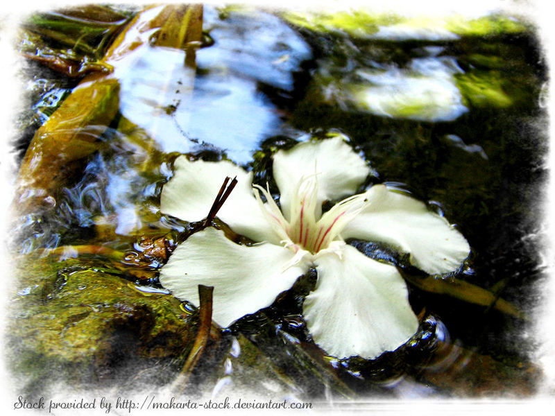 Flower in the water...