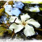 Flower in the water...