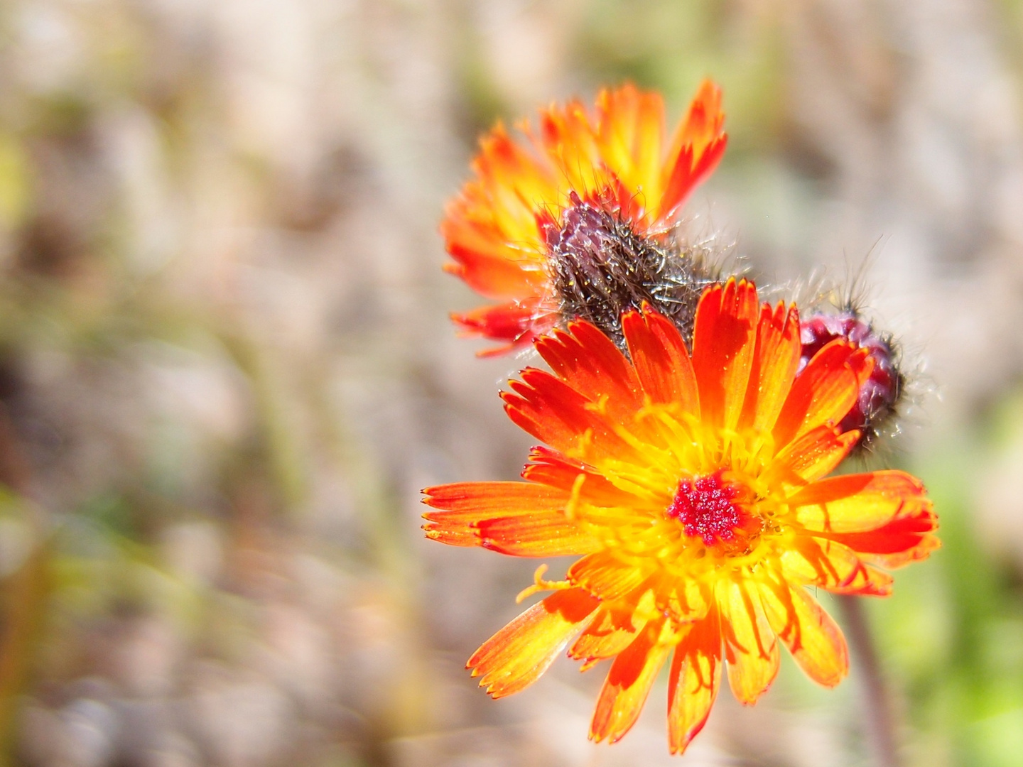 Flower in the wild.