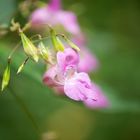 Flower in the wind