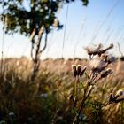 flower in the wind !