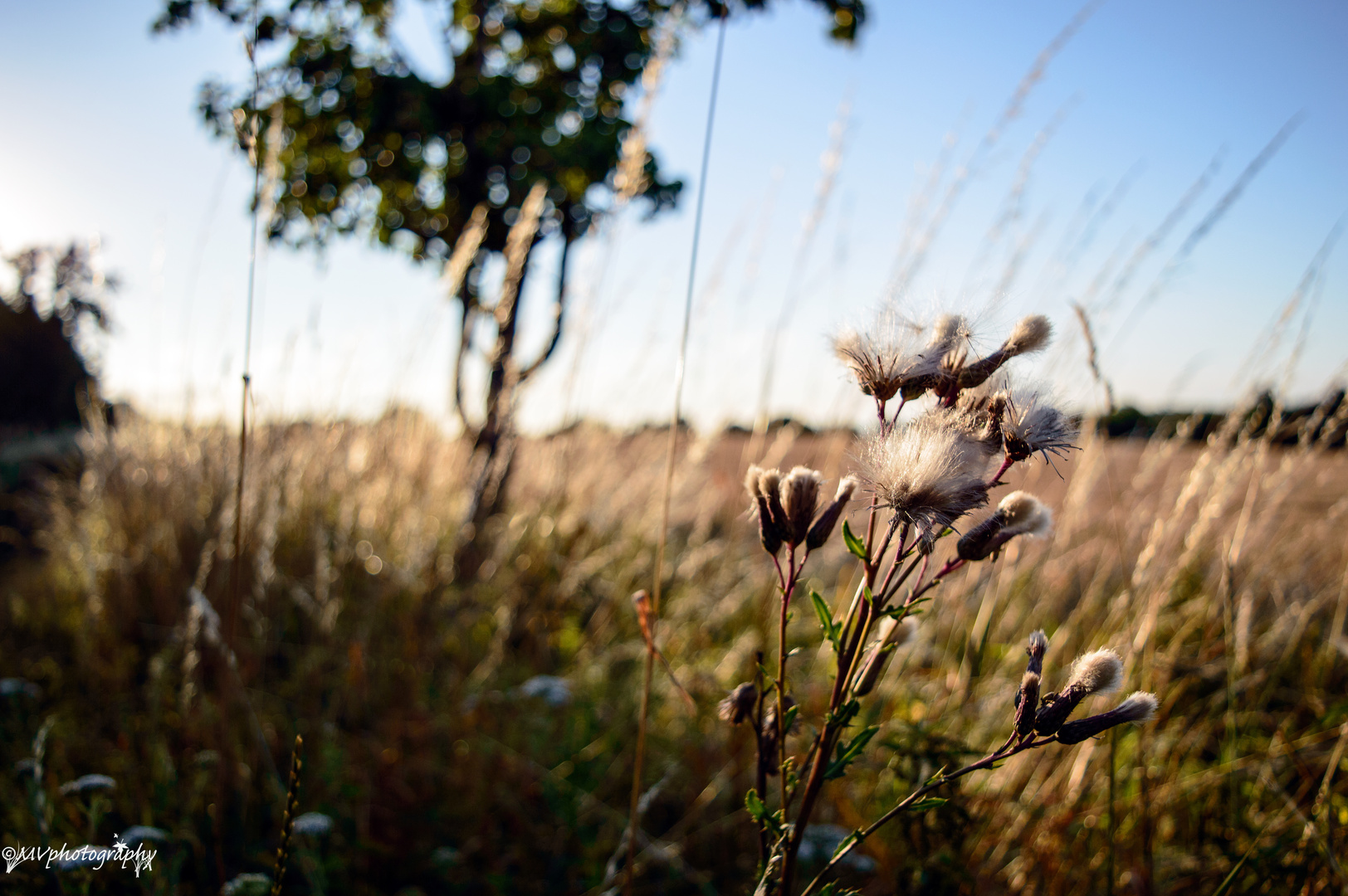 flower in the wind