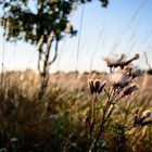 flower in the wind