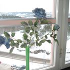 Flower in the window