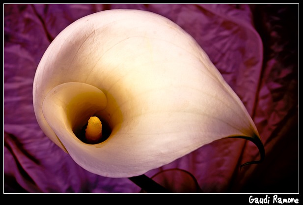 flower in top