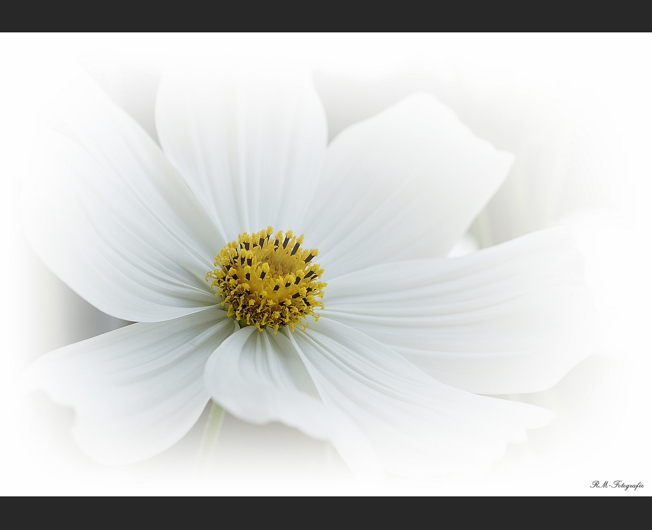Flower in white