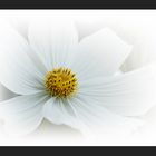 Flower in white