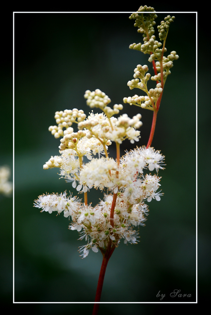 Flower in White