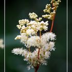 Flower in White