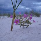 Flower in white sands