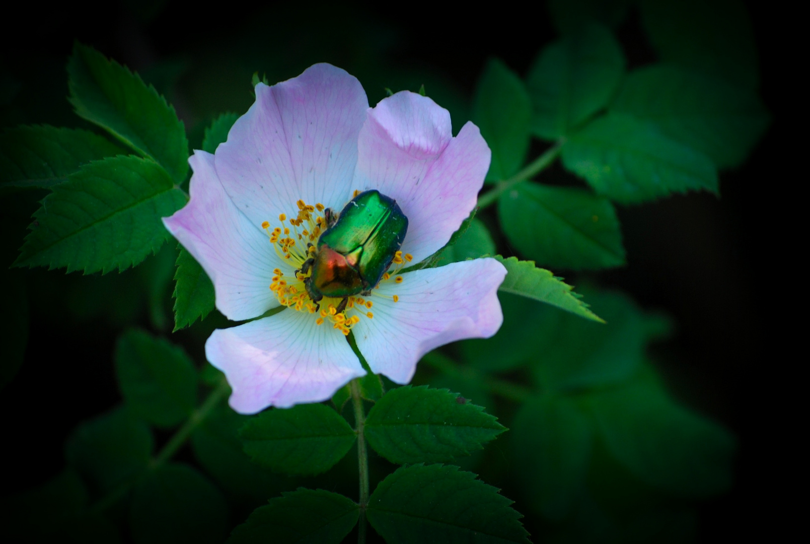 flower & insect