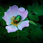 flower & insect