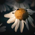 Flower & Insects