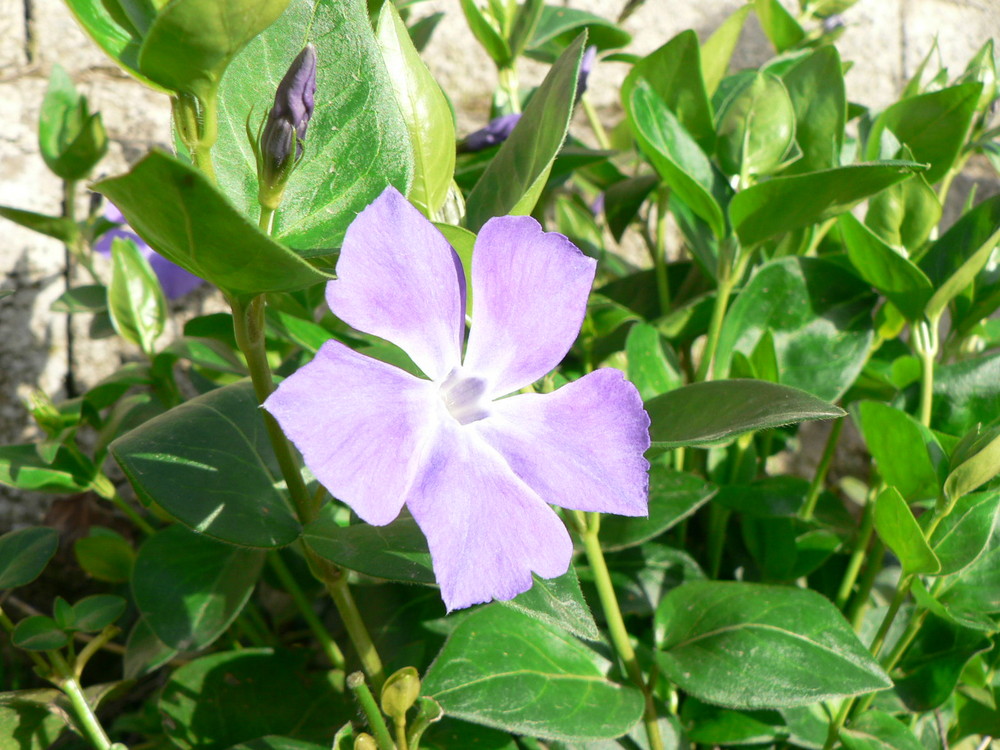 flower | Iran | mazandaran |bandpey