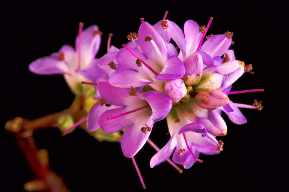 Flower Light