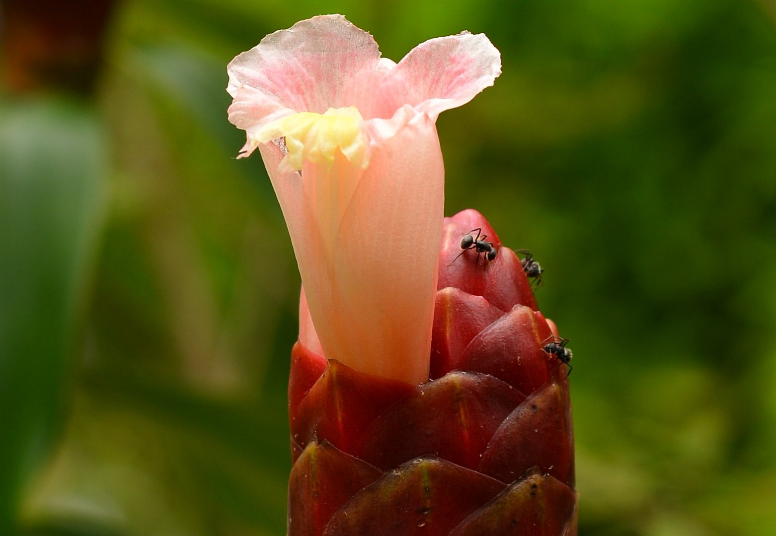 Flower like a candle with crisp ants crawling all over it