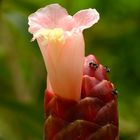 Flower like a candle with crisp ants crawling all over it