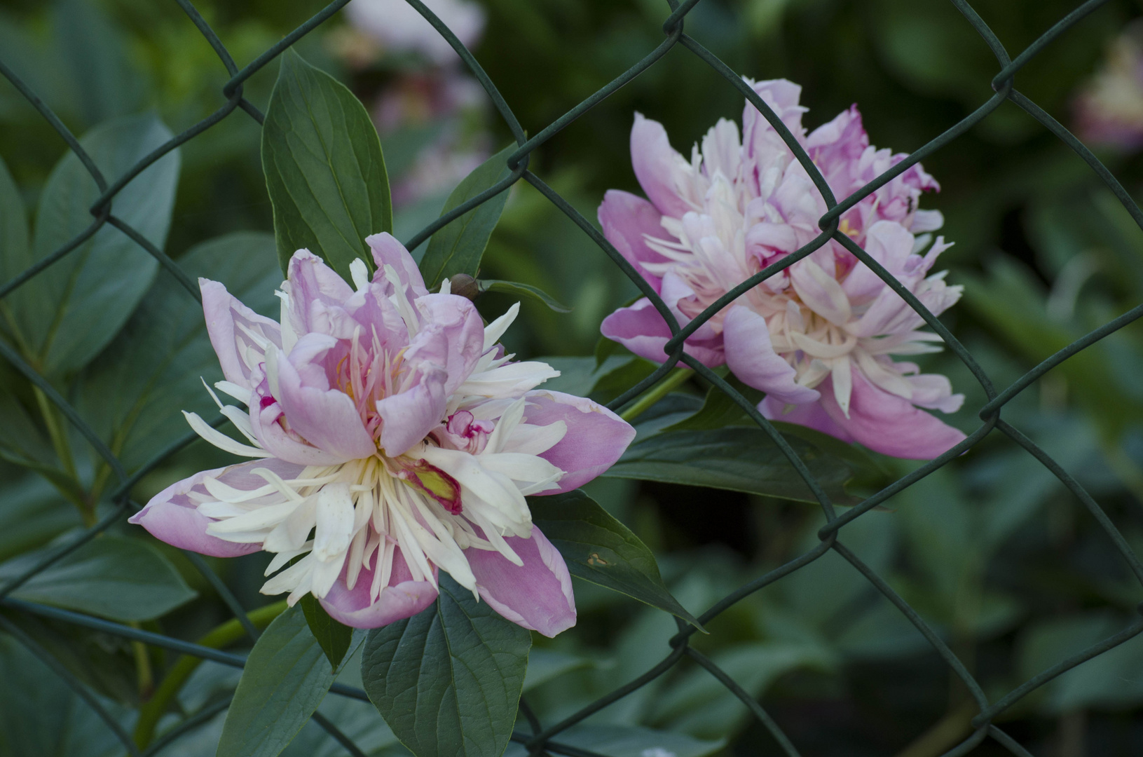 Flower locked up