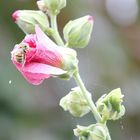 Flower lunch