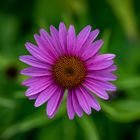 Flower macro