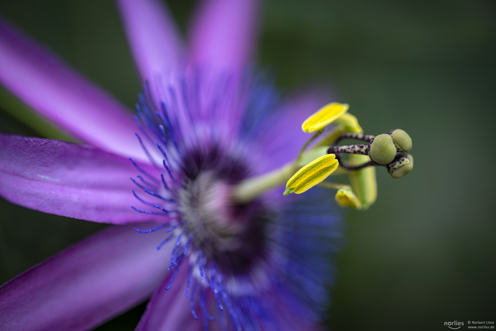 flower macro