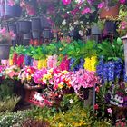 Flower Market