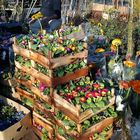 flower market