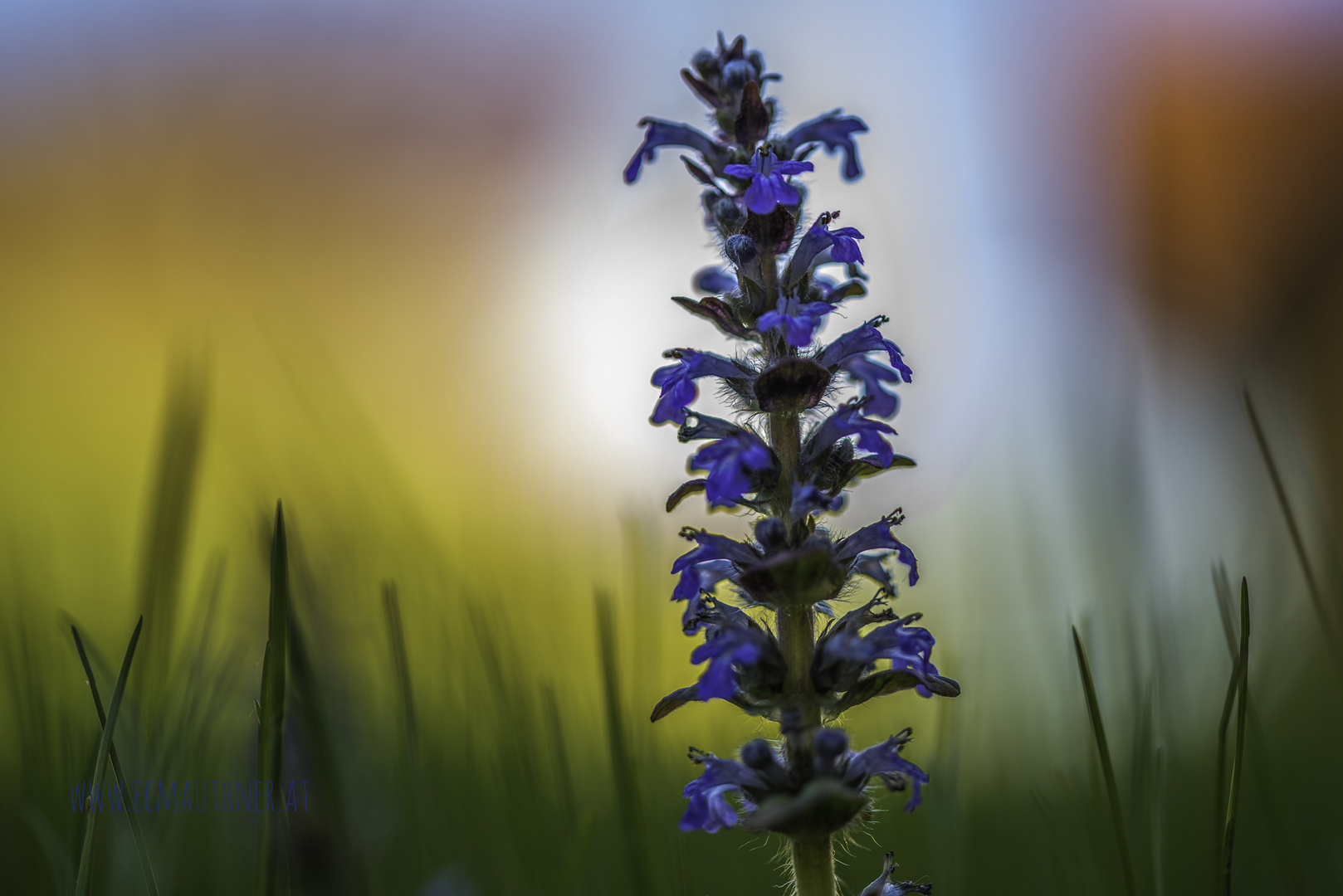 Flower meadow