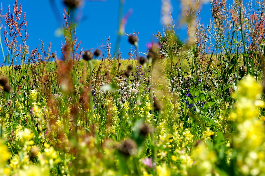 Flower Meadow