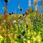 Flower Meadow