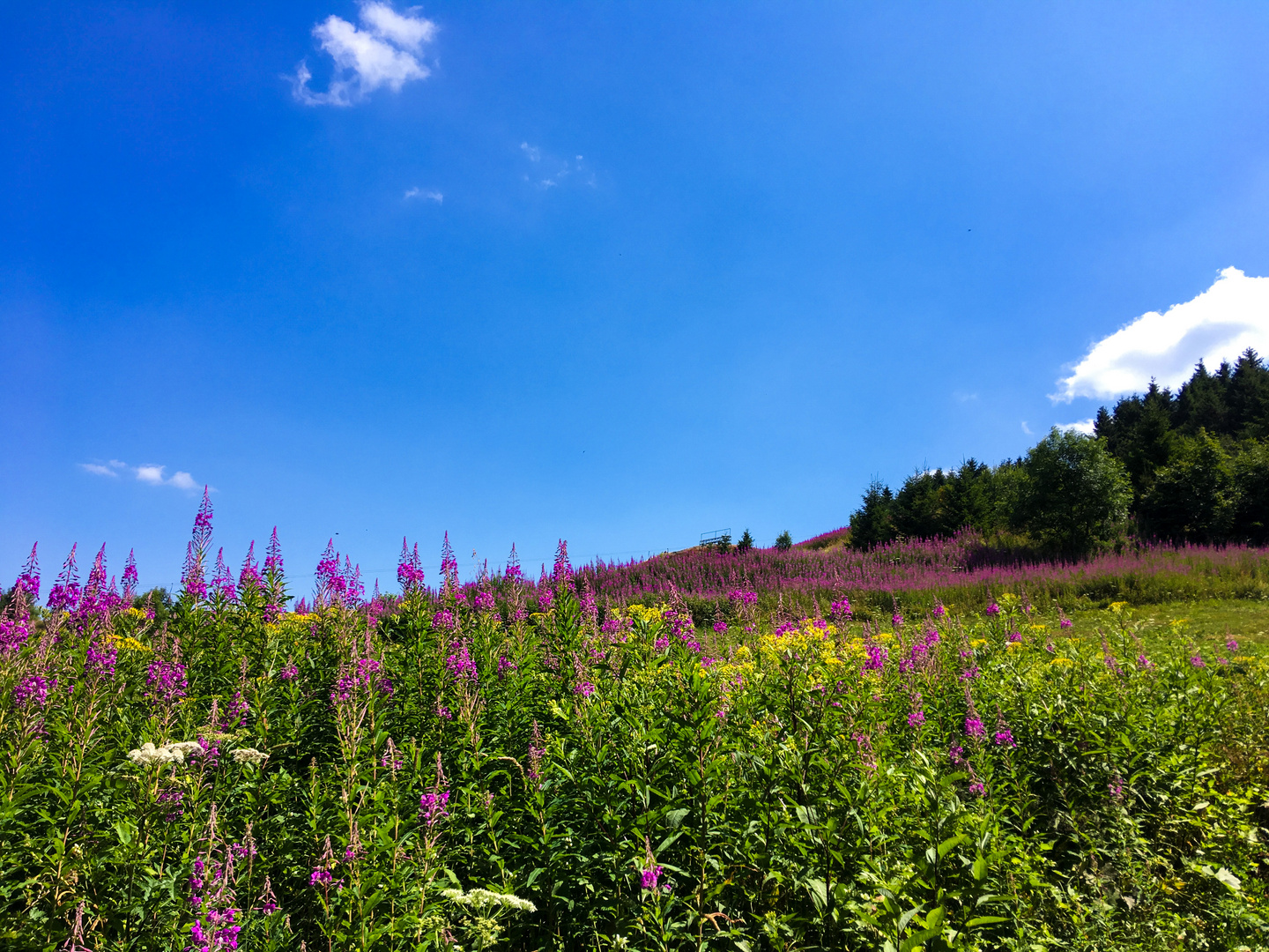 Flower meadow 