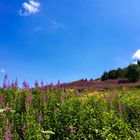 Flower meadow 