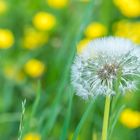 Flower meadow