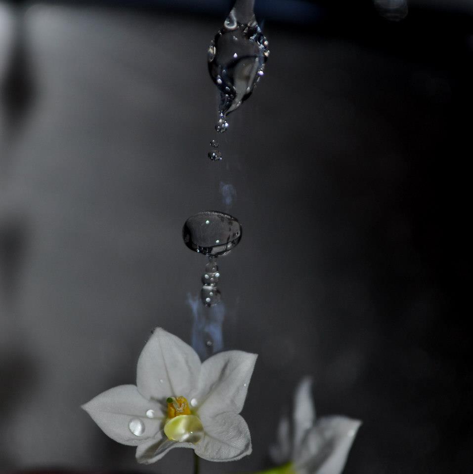 flower meet water