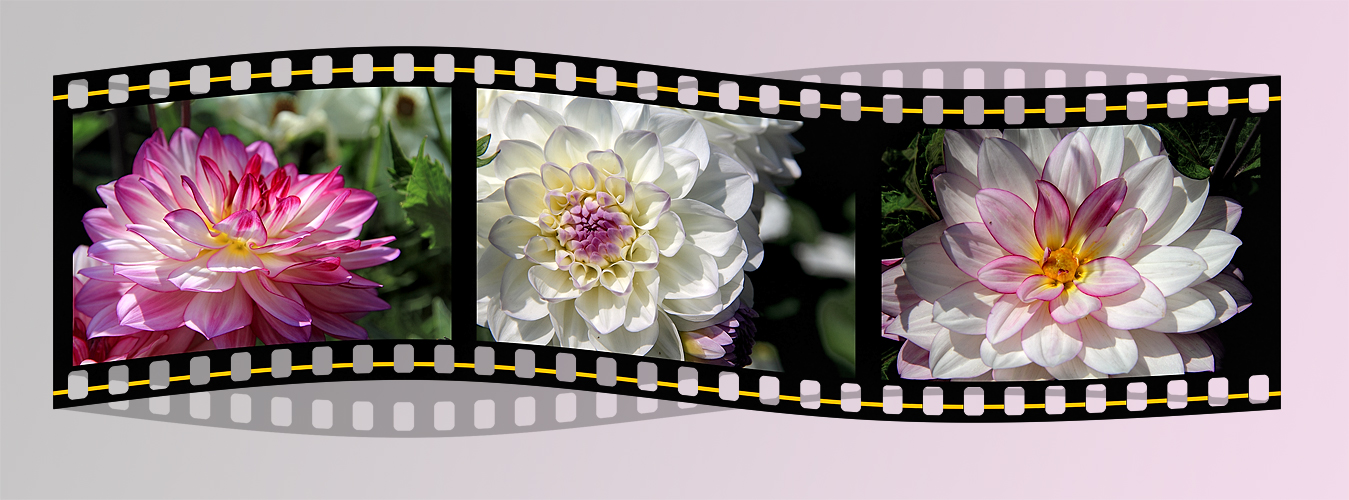 FLOWER MOVIE