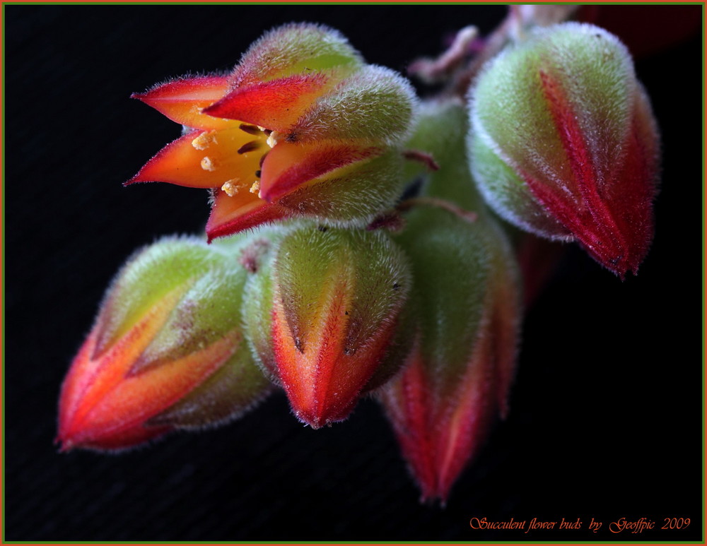 Flower of a Succulent