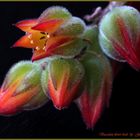 Flower of a Succulent