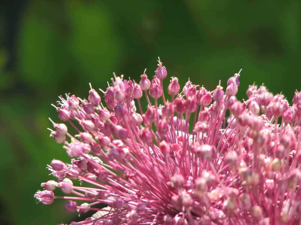 FLOWER OF A WILD GARLIC